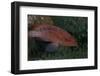 Small Grouper, Beqa Lagoon, Fiji-Stocktrek Images-Framed Photographic Print