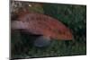 Small Grouper, Beqa Lagoon, Fiji-Stocktrek Images-Mounted Photographic Print