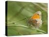 Small Heath butterfly sunning on grasses, Wiltshire, UK-Nick Upton-Stretched Canvas