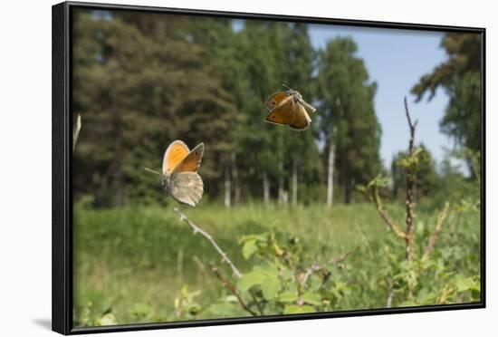 Small Heath (Coenonympha Pamphilus) Two Males Fighting In Habitat, Aland Islands, Finland, June-Jussi Murtosaari-Framed Photographic Print