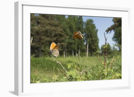 Small Heath (Coenonympha Pamphilus) Two Males Fighting In Habitat, Aland Islands, Finland, June-Jussi Murtosaari-Framed Photographic Print