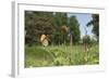 Small Heath (Coenonympha Pamphilus) Two Males Fighting In Habitat, Aland Islands, Finland, June-Jussi Murtosaari-Framed Photographic Print