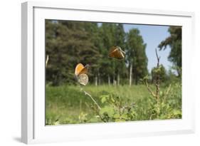 Small Heath (Coenonympha Pamphilus) Two Males Fighting In Habitat, Aland Islands, Finland, June-Jussi Murtosaari-Framed Photographic Print