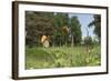 Small Heath (Coenonympha Pamphilus) Two Males Fighting In Habitat, Aland Islands, Finland, June-Jussi Murtosaari-Framed Photographic Print