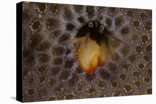 Small Hermit Crab Living in an Abandoned Coral Polyp Hole, Fiji-Stocktrek Images-Stretched Canvas