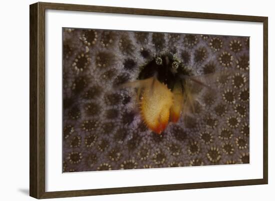 Small Hermit Crab Living in an Abandoned Coral Polyp Hole, Fiji-Stocktrek Images-Framed Photographic Print