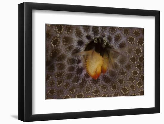 Small Hermit Crab Living in an Abandoned Coral Polyp Hole, Fiji-Stocktrek Images-Framed Photographic Print