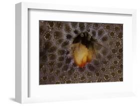 Small Hermit Crab Living in an Abandoned Coral Polyp Hole, Fiji-Stocktrek Images-Framed Photographic Print