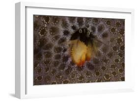 Small Hermit Crab Living in an Abandoned Coral Polyp Hole, Fiji-Stocktrek Images-Framed Photographic Print