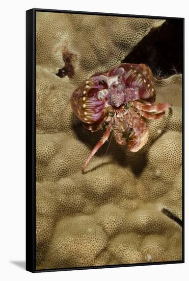 Small Hermit Crab-Michele Westmorland-Framed Stretched Canvas