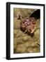 Small Hermit Crab-Michele Westmorland-Framed Photographic Print