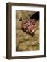 Small Hermit Crab-Michele Westmorland-Framed Photographic Print