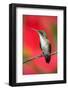 Small Himmngbird Andean Emerald Sitting on the Branch with Red Flower Background. Wildlife Scene Fr-Ondrej Prosicky-Framed Photographic Print