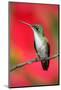 Small Himmngbird Andean Emerald Sitting on the Branch with Red Flower Background. Wildlife Scene Fr-Ondrej Prosicky-Mounted Photographic Print