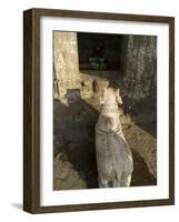 Small Hindu Temple in Middle of the Narmada River, Maheshwar, Madhya Pradesh State, India-R H Productions-Framed Photographic Print