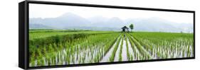 Small Hut in the Middle of Padi Field in Sumatra, Indonesia, Southeast Asia-John Alexander-Framed Stretched Canvas