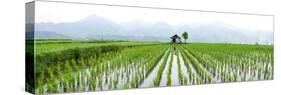 Small Hut in the Middle of Padi Field in Sumatra, Indonesia, Southeast Asia-John Alexander-Stretched Canvas