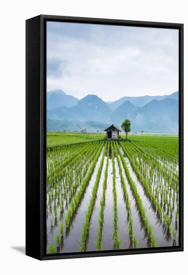 Small Hut in the Middle of Padi Field in Sumatra, Indonesia, Southeast Asia-John Alexander-Framed Stretched Canvas