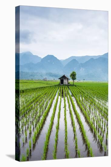 Small Hut in the Middle of Padi Field in Sumatra, Indonesia, Southeast Asia-John Alexander-Stretched Canvas