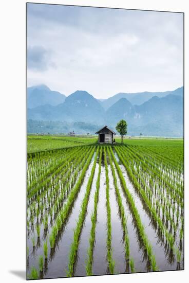 Small Hut in the Middle of Padi Field in Sumatra, Indonesia, Southeast Asia-John Alexander-Mounted Premium Photographic Print