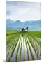 Small Hut in the Middle of Padi Field in Sumatra, Indonesia, Southeast Asia-John Alexander-Mounted Premium Photographic Print