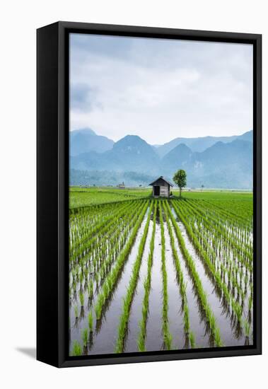 Small Hut in the Middle of Padi Field in Sumatra, Indonesia, Southeast Asia-John Alexander-Framed Stretched Canvas