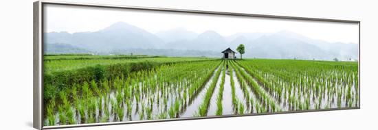 Small Hut in the Middle of Padi Field in Sumatra, Indonesia, Southeast Asia-John Alexander-Framed Photographic Print