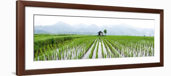 Small Hut in the Middle of Padi Field in Sumatra, Indonesia, Southeast Asia-John Alexander-Framed Photographic Print