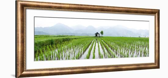 Small Hut in the Middle of Padi Field in Sumatra, Indonesia, Southeast Asia-John Alexander-Framed Photographic Print