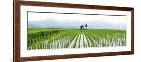 Small Hut in the Middle of Padi Field in Sumatra, Indonesia, Southeast Asia-John Alexander-Framed Photographic Print