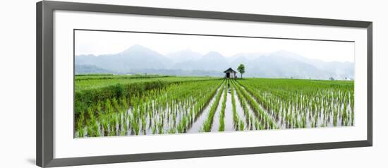 Small Hut in the Middle of Padi Field in Sumatra, Indonesia, Southeast Asia-John Alexander-Framed Photographic Print