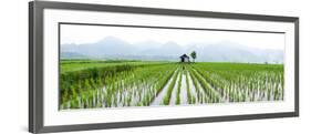 Small Hut in the Middle of Padi Field in Sumatra, Indonesia, Southeast Asia-John Alexander-Framed Photographic Print