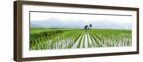 Small Hut in the Middle of Padi Field in Sumatra, Indonesia, Southeast Asia-John Alexander-Framed Photographic Print