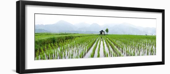 Small Hut in the Middle of Padi Field in Sumatra, Indonesia, Southeast Asia-John Alexander-Framed Photographic Print