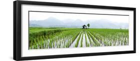 Small Hut in the Middle of Padi Field in Sumatra, Indonesia, Southeast Asia-John Alexander-Framed Photographic Print