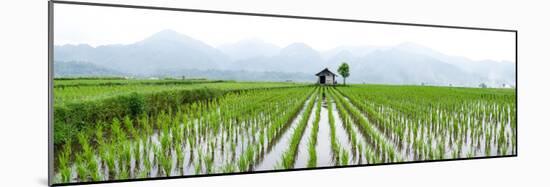 Small Hut in the Middle of Padi Field in Sumatra, Indonesia, Southeast Asia-John Alexander-Mounted Photographic Print