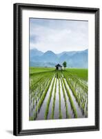 Small Hut in the Middle of Padi Field in Sumatra, Indonesia, Southeast Asia-John Alexander-Framed Photographic Print