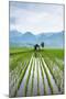 Small Hut in the Middle of Padi Field in Sumatra, Indonesia, Southeast Asia-John Alexander-Mounted Photographic Print