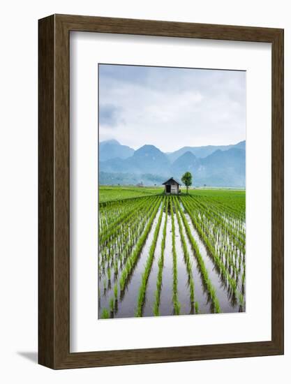 Small Hut in the Middle of Padi Field in Sumatra, Indonesia, Southeast Asia-John Alexander-Framed Photographic Print