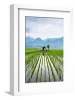 Small Hut in the Middle of Padi Field in Sumatra, Indonesia, Southeast Asia-John Alexander-Framed Photographic Print