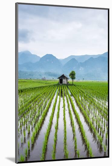 Small Hut in the Middle of Padi Field in Sumatra, Indonesia, Southeast Asia-John Alexander-Mounted Photographic Print