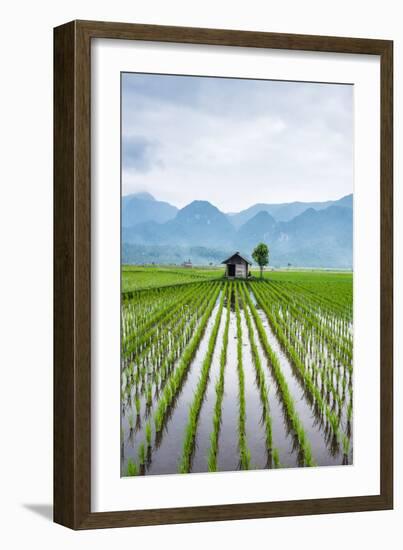 Small Hut in the Middle of Padi Field in Sumatra, Indonesia, Southeast Asia-John Alexander-Framed Photographic Print