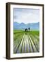 Small Hut in the Middle of Padi Field in Sumatra, Indonesia, Southeast Asia-John Alexander-Framed Photographic Print