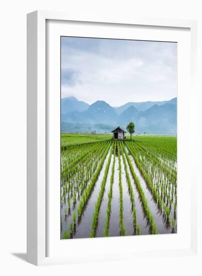 Small Hut in the Middle of Padi Field in Sumatra, Indonesia, Southeast Asia-John Alexander-Framed Photographic Print