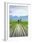 Small Hut in the Middle of Padi Field in Sumatra, Indonesia, Southeast Asia-John Alexander-Framed Photographic Print