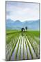 Small Hut in the Middle of Padi Field in Sumatra, Indonesia, Southeast Asia-John Alexander-Mounted Photographic Print