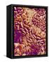 Small intestine of a rabbit-Micro Discovery-Framed Stretched Canvas