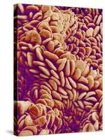 Small intestine of a rabbit-Micro Discovery-Stretched Canvas