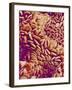 Small intestine of a rabbit-Micro Discovery-Framed Photographic Print