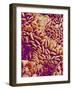 Small intestine of a rabbit-Micro Discovery-Framed Photographic Print